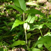 Himalayan Knotweed